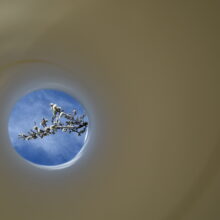 "Ciruelo" Tubo photo series.