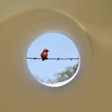 Serie Tubo "Petirojo" 2024